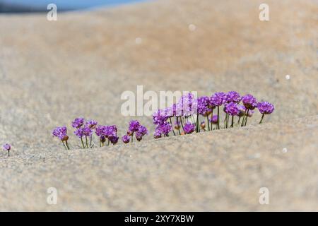 Sea Second Armeria maritima wächst aus einem kleinen Riss in einer Klippe am Meer Stockfoto