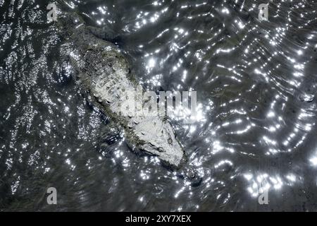 Amerikanisches Krokodil (Crocodylus acutus), das im Wasser schwimmt, von oben, Rio Tarcoles, Carara-Nationalpark, Provinz Puntarenas, Costa Rica, Zentral Stockfoto