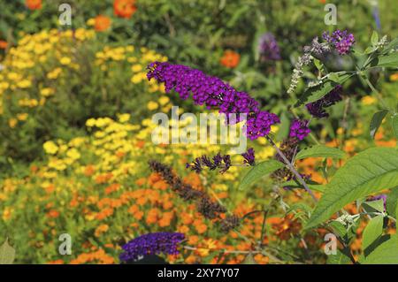 Sommerflieder und bunte Sommerblumen, Schmetterlingsstrauch und bunte Sommerblumen Stockfoto