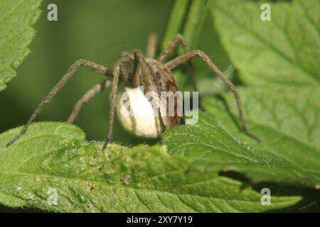 Listspider mit Eierkokons Stockfoto