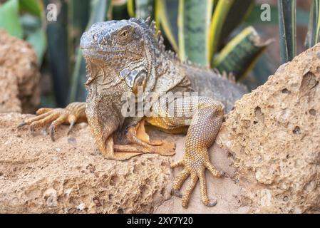 Nahaufnahme eines Orangenleguans in Wüstenlandschaft Stockfoto