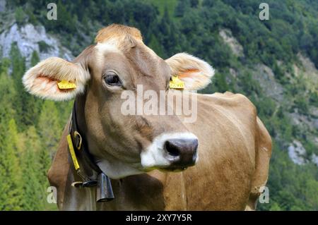 Swiss Brown Milchvieh, Schweiz Stockfoto