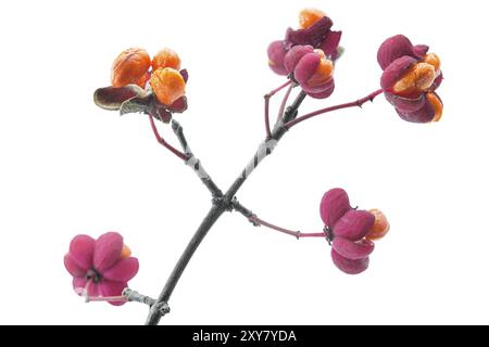 Europäische Spindel (Euonymus europaeus), optional Stockfoto