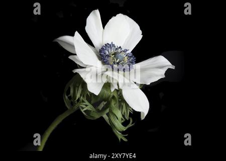 Mohnanemone (Anemone Coronaria) auf schwarzem Hintergrund Stockfoto