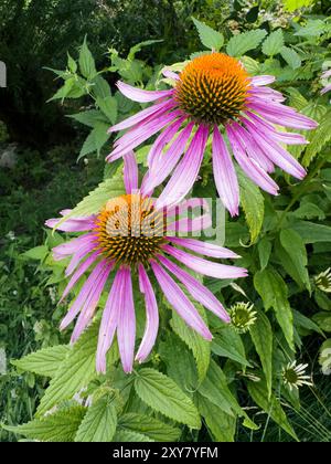 Nahaufnahme von zwei blühenden Echinacea-Blüten in einem Garten Stockfoto