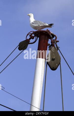 Heringsmöwe von einem Mast Stockfoto