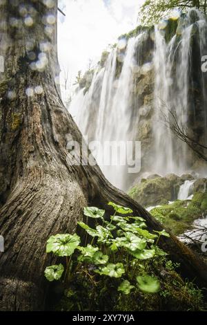 Parque Nacional de los Lagos de Plitvice, Patrimonio Mundial de la UNESCO, Kroatien, Europa Stockfoto