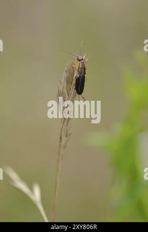 Ohrmuschel auf Grashalm die gewöhnliche Ohrmuschel (Forficula auricularia) Stockfoto