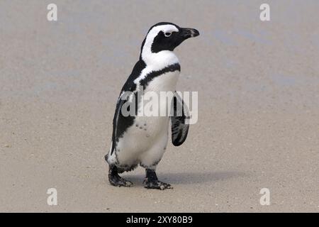 Pinguinkolonie am Boulders Beach in Südafrika Stockfoto