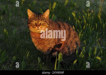 Hauskatze mit der Mäusejagd. Europäische Kurzhaar. Europäische Kurzhaar Stockfoto