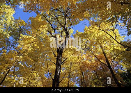 Herbstliches Waldpanorama Stockfoto