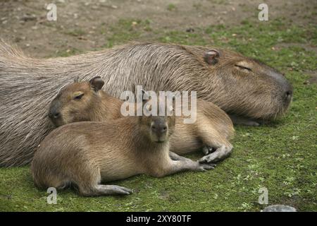 Capybaras (Hydrochoerus hydrochaeris) Stockfoto