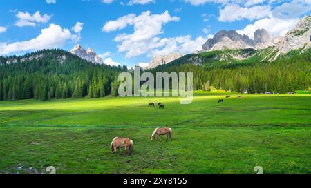 Pferde, die im Sommer unter den Bergen bei Misurina in den Dolomiten weiden. Auronzo di Cadore, Provinz Belluno, Region Veneto, Italien, Europa. Stockfoto