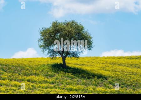 Einsamer Olivenbaum auf dem Hügel und gelbe Blumen auf dem Feld. Ein paar flauschige Wolken am Himmel. Toskana, Italien. Stockfoto