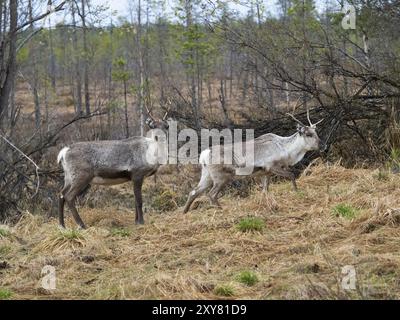 Rentier (Rangifer tarandus), zwei Jungtiere, mit freigewachsenen Geweihen, am Rande der offenen Forstwirtschaft, Mai, Nordschweden Stockfoto