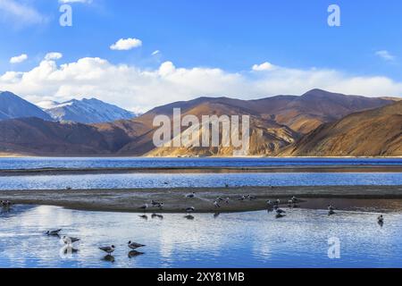 Blick auf Pangong See am Morgen mit der Herde von Möwe sind Fütterung und Schwimmen Stockfoto