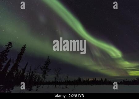 Nordlichter (Aurora borealis), Muddus-Nationalpark, Laponia-Weltkulturerbe, Norrbotten, Lappland, Schweden, Dezember 2016, Europa Stockfoto