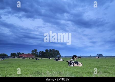 Entspannte Kühe auf der Weide in der Abenddämmerung, Holland Stockfoto