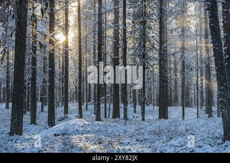 Hintergrundbeleuchtete Atmosphäre im Wald, Gaellivare, Norrbotten, Lappland, Schweden, Oktober 2013, Europa Stockfoto