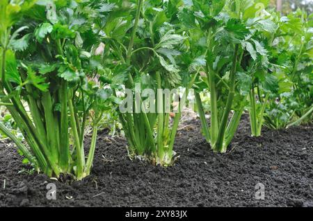 In der Nähe der wachsenden Sellerie Plantation (blattgemüse) im Gemüsegarten Stockfoto