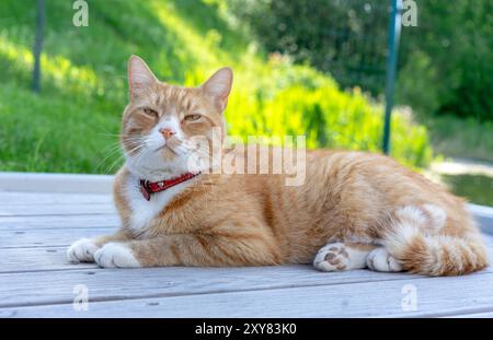 Ingwerkatze blinzt mit den Augen. Rote Katze in der Natur. Stockfoto