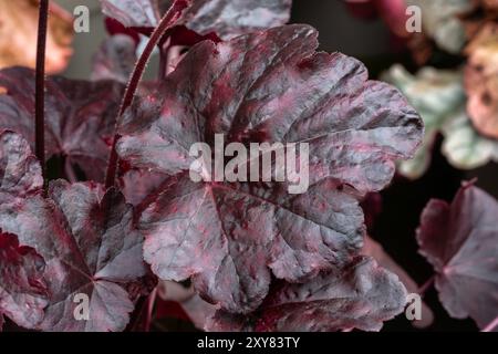 Heuchera „Obsidian“ eine krautige Staude, eine Frühlingssommerpflanze mit violetten schwarzen Blättern, die allgemein als Aluwurzel bekannt ist, im Garten liegendes Stockfoto i Stockfoto