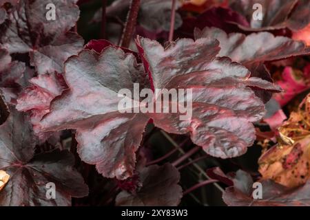 Heuchera „Obsidian“ eine krautige Staude, eine Frühlingssommerpflanze mit violetten schwarzen Blättern, die allgemein als Aluwurzel bekannt ist, im Garten liegendes Stockfoto i Stockfoto
