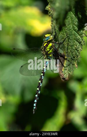 Dragonfly Southern Hawker (Aeshna cyanea) ein häufiges fliegendes Insekt, das in der Nähe von Wasser, Teichen und Seen zu finden ist Stockfoto