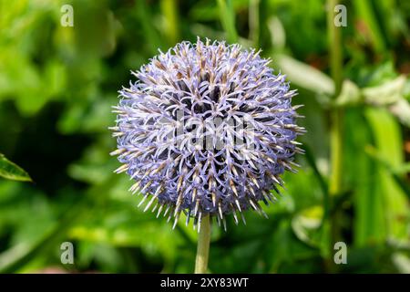 Echinops bannaticus „Taplow Blue“ eine krautige, mehrjährige Sommerblühpflanze mit einer blauen Sommerblume, die allgemein als Globus Distel, Garten, bekannt ist Stockfoto