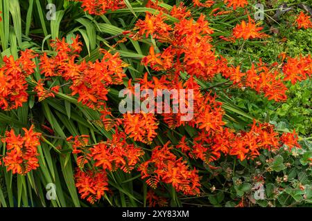 Crocosmia „Spitfire“ eine im Sommer herbstblühende Pflanze mit einer orangen roten Sommerblume, auch bekannt als Montbretia, Gartenarbeit Stockfoto Stockfoto