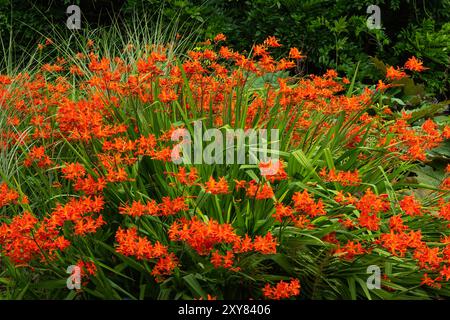 Crocosmia „Spitfire“ eine im Sommer herbstblühende Pflanze mit einer orangen roten Sommerblume, auch bekannt als Montbretia, Gartenarbeit Stockfoto Stockfoto