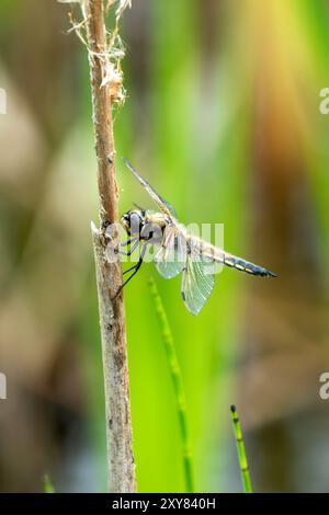 Libellula quadrimaculata (Libellula quadrimaculata) ist ein weit verbreitetes fliegendes Insektensekt, das in der Nähe von Wasser, Teichen und Seen zu finden ist Stockfoto