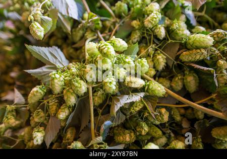 Pfaffenhofen An Der Ilm, Deutschland. August 2024. Hopfenzapfen können auf einer Hopfenfarm während der Hop-Tour und dem Beginn der Hopfenernte 2024 gesehen werden. Quelle: Peter Kneffel/dpa/Alamy Live News Stockfoto