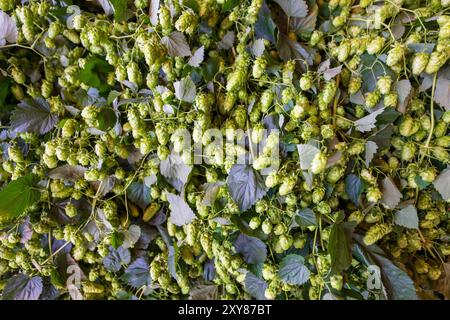 Pfaffenhofen An Der Ilm, Deutschland. August 2024. Hopfenzapfen können auf einer Hopfenfarm während der Hop-Tour und dem Beginn der Hopfenernte 2024 gesehen werden. Quelle: Peter Kneffel/dpa/Alamy Live News Stockfoto