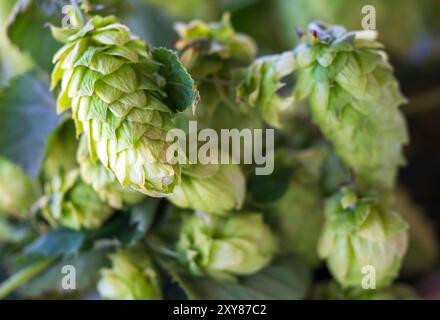 Pfaffenhofen An Der Ilm, Deutschland. August 2024. Hopfenzapfen können auf einer Hopfenfarm während der Hop-Tour und dem Beginn der Hopfenernte 2024 gesehen werden. Quelle: Peter Kneffel/dpa/Alamy Live News Stockfoto