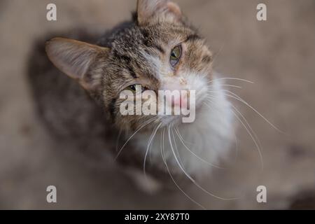 Sibirische Katze. Sibirisches Katzenporträt Mit Gelben Augen Schaut Weg. Selektiver Fokus. Stockfoto