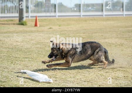 Deutscher Schäferhund auf dem Gras, kurz davor, einen Beutel zu schnappen, der an eine Köderleine gefesselt ist Stockfoto