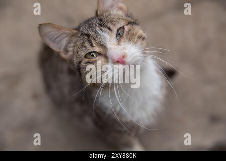 Die Europäische Kurzhaar in Fife und die Europäische Kurzhaar in WCF ist eine Katzenrasse. Der Begriff wurde auch als eine raffinierte Art und Weise verwendet, um Kombo zu bezeichnen Stockfoto