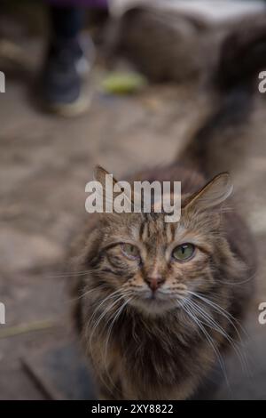 Sibirische Katze. Sibirisches Katzenporträt Mit Gelben Augen Schaut Weg. Selektiver Fokus. Stockfoto