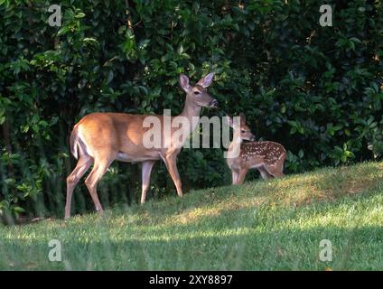 Ein Weißkopfhirsch steht mit ihrem Rehkitz in der Sonne am frühen Morgen. Stockfoto
