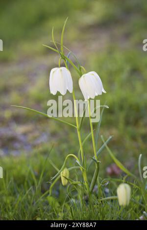 Schachblume, Fritillaria meleagris, Schlangenkopf-Fritillerie Stockfoto