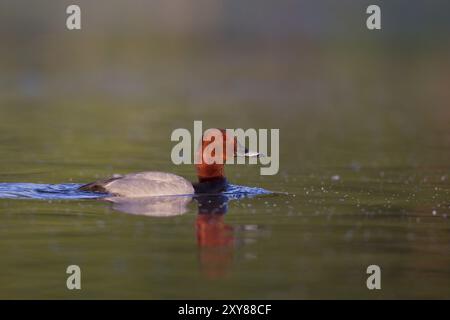 Gemeiner Pochard, männlich, Aythya ferina, gemeiner Pochard, männlich Stockfoto