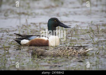 Loeffelente, Spatula clypeata, nördlicher Schaufelmaschine Stockfoto