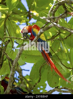 Scharlach-Aras (Ara macao) in bengalen Mandel (Terminalia catappa), Provinz Puntarenas, Costa Rica, Mittelamerika Stockfoto