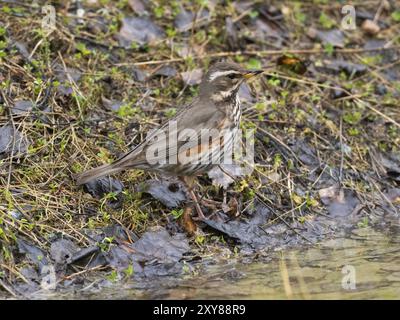 Rotflügel (Turdus iliacus), auf der Suche nach Nahrung am Boden, Mai, Finnisch Lappland Stockfoto