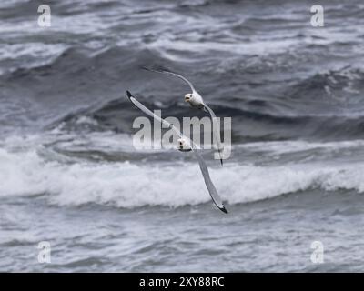 Schwarzbeinige Kätzchen (Rissa tridactyla), zwei Erwachsene Vögel im Flug, jagen einander, May, Varanger Fjord, Norwegen, Europa Stockfoto