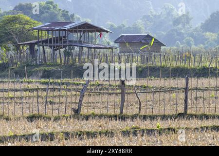 Geerntete Reisfelder mit einer kleinen Hütte, Vang Vieng, Provinz Vientiane, Laos, Asien Stockfoto