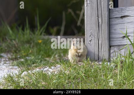 Das Murmeltier (Marmota monax), auch bekannt als Holzfutter Stockfoto