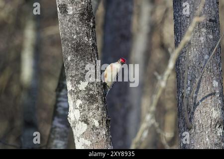 Der Rotspecht (Melanerpes carolinus) im Park Stockfoto