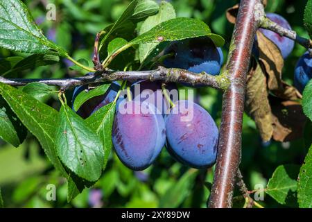 Pfaffenhofen An Der Ilm, Deutschland. August 2024. Reife Pflaumen hängen an einem Baum. Quelle: Peter Kneffel/dpa/Alamy Live News Stockfoto